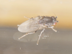 Leptocera nigra