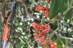Axinaea costaricensis
