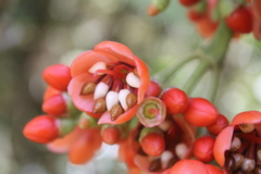 Axinaea costaricensis