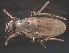 Leptocera nigra
