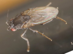 Leptocera nigra