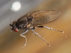 Leptocera nigra