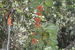 Axinaea costaricensis