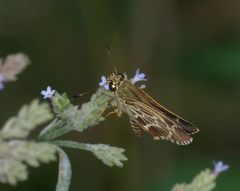 Amblyscirtes aesculapius