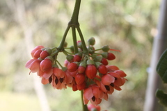 Axinaea costaricensis