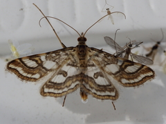 Elophila ekthlipsis