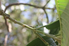 Axinaea costaricensis