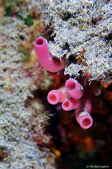 Haliclona mediterranea