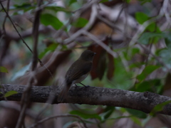 Cyornis pallidipes