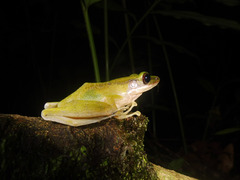 Chalcorana parvaccola