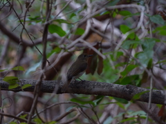 Cyornis pallidipes