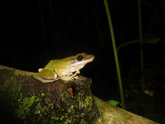 Chalcorana parvaccola