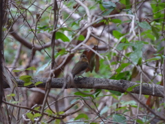 Cyornis pallidipes