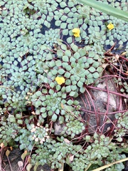 Ludwigia sedoides