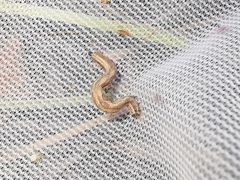 Peribatodes rhomboidaria