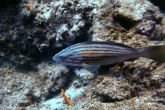 Epinephelus costae