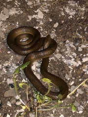 Paraphimophis rusticus