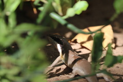 Trachylepis binotata