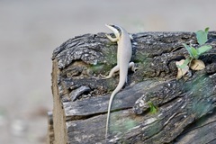 Trachylepis binotata