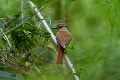 Cichladusa ruficauda