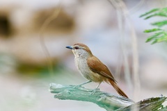 Cichladusa ruficauda