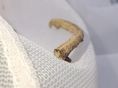 Peribatodes rhomboidaria
