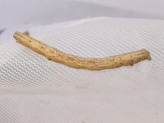 Peribatodes rhomboidaria