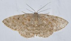 Scopula asellaria