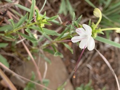 Clerodendrum ternatum