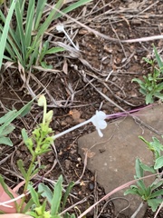 Clerodendrum ternatum
