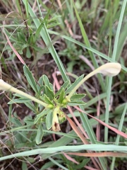 Clerodendrum ternatum