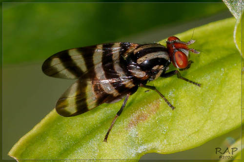 Pterotaenia fasciata (Wiedemann, 1830)