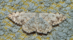 Scopula submutata