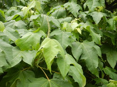 Croton gossypiifolius