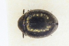 Lamprobyrrhulus nitidus