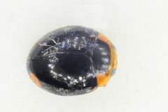 Hyperaspis reppensis pseudopustulata