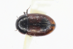 Cercyon unipunctatus