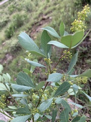 Searsia zeyheri