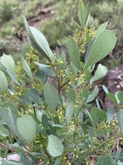 Searsia zeyheri