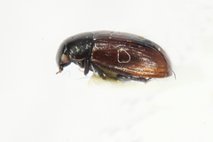 Cercyon unipunctatus