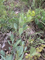 Searsia zeyheri