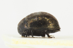 Lamprobyrrhulus nitidus