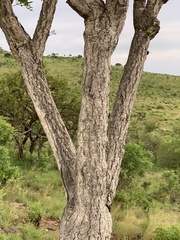 Cussonia transvaalensis