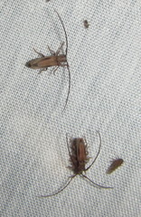 Eunidia discobivittata