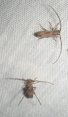 Eunidia discobivittata