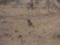 Bubo bengalensis