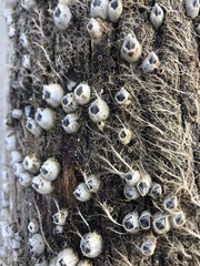 Amphibalanus eburneus