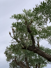 Cussonia transvaalensis