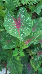 Caladium