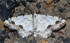 Scopula decorata